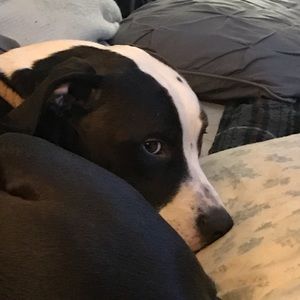 Meet your Posher, Patrick